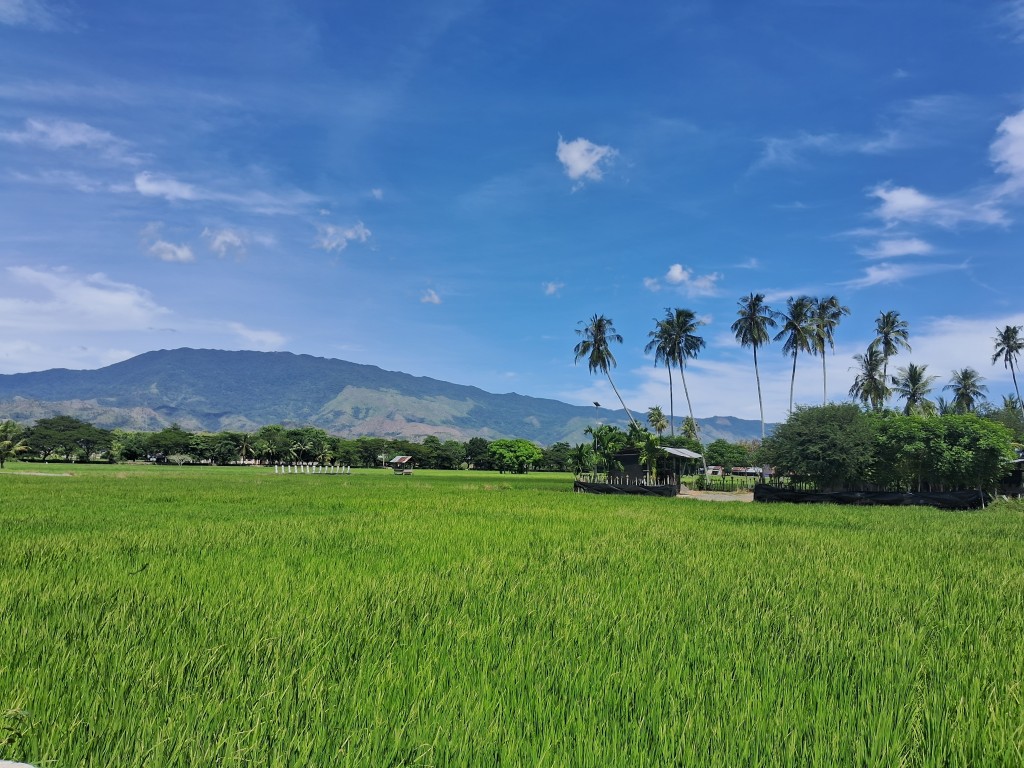 Wilayah Gampong Lam Ilie Mesjid Terdiri dari Hamparan Sawah Hijau